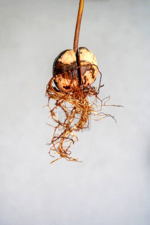 Avocado (Persea americana) Kern mit Wurzeln vor weißem Hintergrund