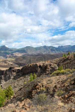 Canarian pine  ( Pinus canariensis ) on a mountain on the island of Gran Canaria in Spain