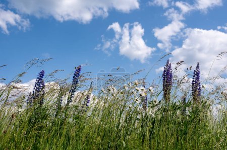 Green meadows with purple lupins and daisy in the high Rhoen, Bavaria, Germany