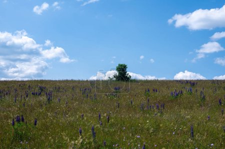 Blumenwiese mit vielen violetten Lupinen, grünem Baum und blauem Himmel in der hohen Rhön, Bayern