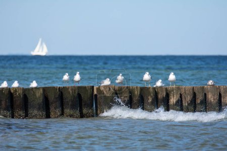 De nombreux mouettes sont assises sur des brise-lames en bois dans la mer, sur la côte de la mer Baltique sur l'île de Poel près de Timmendorf, en Allemagne, un voilier en arrière-plan
