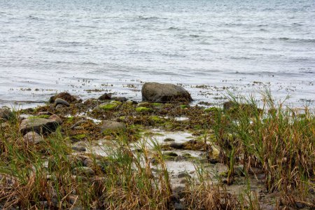 Photo for Big stones lie in the water on the Baltic Sea coast, with waves, algae  and grass - Royalty Free Image