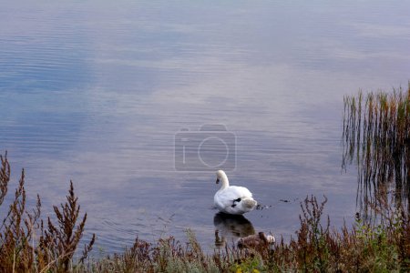 Ein weißer Schwan mit Küken im Wasser eines Sees, im Vordergrund Gräser