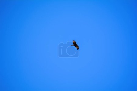 Cerf-volant rouge (Milvus milvus) volant haut dans le ciel bleu