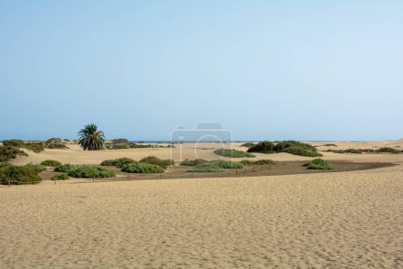 Dans les dunes de Maspalomas sur Gran Canaria en Espagne. Vue sur la mer, avec ciel bleu. Les immenses dunes de sable ressemblent à un petit désert et sont une réserve naturelle