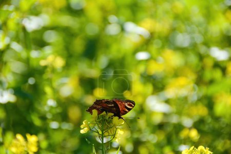 dessous d'un paon européen (Aglais io) papillon sur fleur de moutarde jaune