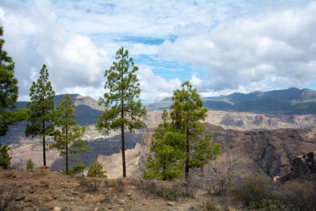 Téléchargez les photos : Pin des Canaries (Pinus canariensis) sur une montagne de l'île de Gran Canaria en Espagne - en image libre de droit
