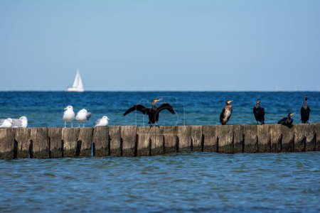 Cormorants  ( Phalacrocoracidae ) and seagulls sit on wooden breakwaters, in the background a sailing ship, on the Baltic Sea coast on the island of Poel near Timmendorf, Germany