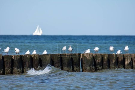 Many seagulls sit on wooden breakwaters in the sea, on the Baltic Sea coast on the island of Poel near Timmendorf, Germany, a sailing ship in the background