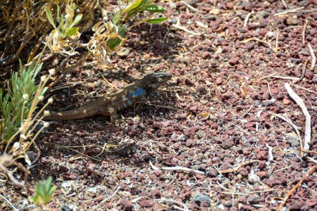 A Canary Islands lizard  ( Gallotia galloti ) in the wild on the Canary Island of Tenerife, Spain
