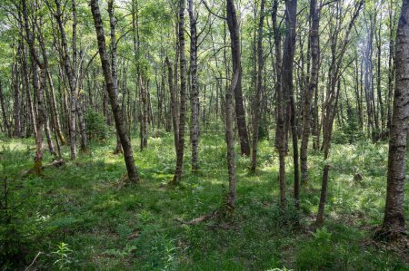 Forêt de bouleaux des Carpates (Betula carpatica) dans la tourbière rouge du Haut Rhoen, Hesse, Allemagne