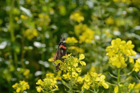 Una mariposa almirante (Vanessa atalanta) se sienta entre flores de mostaza amarillas en un campo