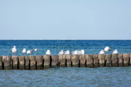 Viele Möwen sitzen auf hölzernen Buhnen im Meer an der Ostseeküste auf der Insel Poel bei Timmendorf.