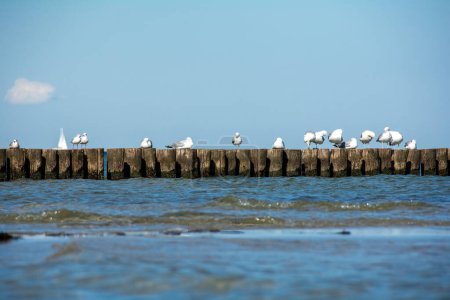 Many seagulls sit on wooden breakwaters in the sea, on the Baltic Sea coast on the island of Poel near Timmendorf, Germany