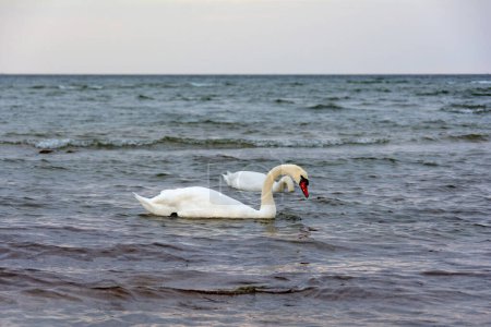 Foto de Los cisnes blancos nadan en el agua en un mar - Imagen libre de derechos