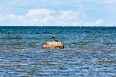 Cormorant birds ( Phalacrocoracidae ) sitting on a large stone on the Baltic Sea coast on the island of Poel near Timmendorf, Germany
