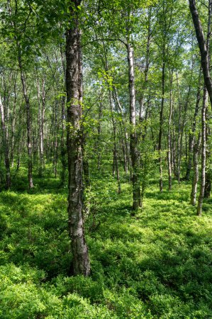 Karpaten-Birkenwald (Betula carpatica) im Rotmoor der Hohen Rhön, Hessen, Deutschland