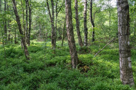 Bosque de abedul de Cárpatos (Betula carpatica) en el pantano rojo en el Alto Rhoen, Hesse, Alemania