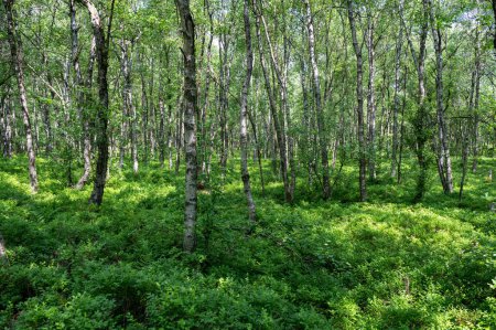 Forêt de bouleaux des Carpates (Betula carpatica) dans la tourbière rouge du Haut Rhoen, Hesse, Allemagne