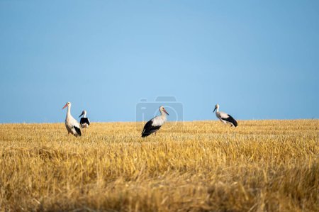 White storks ( Ciconia ciconia )  in a harvested field with blue sky
