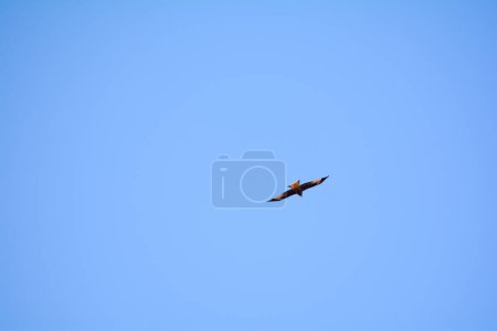 Rotmilan (Milvus milvus) fliegt hoch in den blauen Himmel