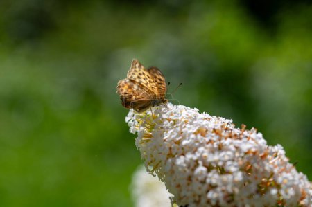 Papillon "Empereur Manteau" (Argynnis paphia) sur bouddlie blanche dans la nature verte