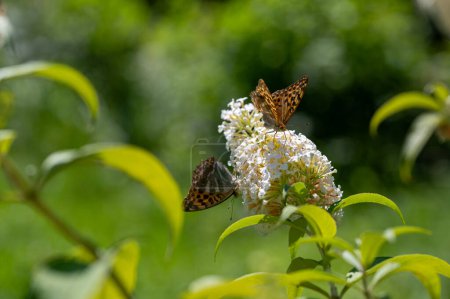 Mariposa "Emperador Manto" (Argynnis paphia) en buddleia blanco en la naturaleza verde