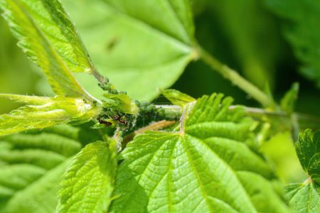 Viele Blattläuse und eine Ameise an einer Pflanze in grüner Natur