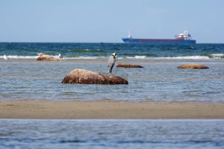 Una garza gris (Ardea cinerea) está de pie con la cabeza metida en el mar sobre una gran roca, en la isla de Poel, Alemania