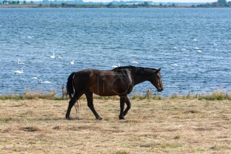 Photo for A horse in the pasture on the shore of a lake with many swans in the water - Royalty Free Image