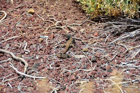 Un lézard des Canaries (Gallotia galloti) à l "état sauvage sur l" île Canaries de Tenerife, Espagne