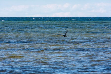 Cormorant bird ( Phalacrocoracidae ) flies on the Baltic Sea coast on the island of Poel near Timmendorf, Germany