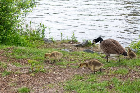 Familia de gansos de Canadá (Branta canadensis) con goslings en hierba verde por el agua