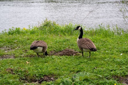 Two Canada goose ( Branta canadensis ) on the water by the river