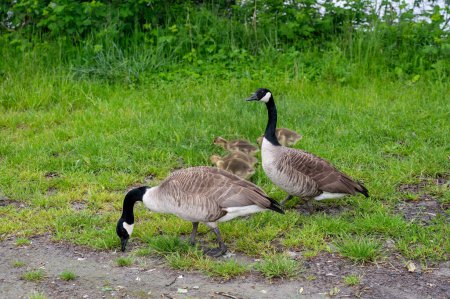 Familia de gansos de Canadá (Branta canadensis) con goslings en hierba verde en la naturaleza