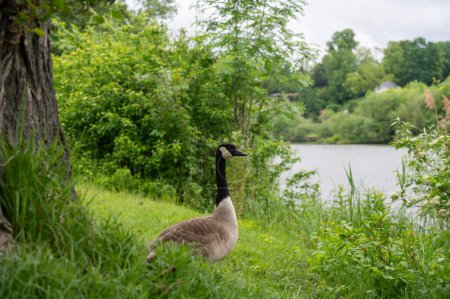 Canada goose ( Branta canadensis ) in green grass with a river and  tree