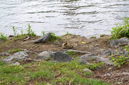 Pollito de los gansos de Canadá (Branta canadensis) en la orilla de un río