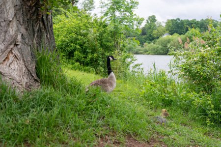 Canada goose ( Branta canadensis ) in green grass with a river and  tree