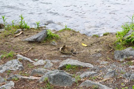 Kanadagänse (Branta canadensis) am Ufer eines Flusses