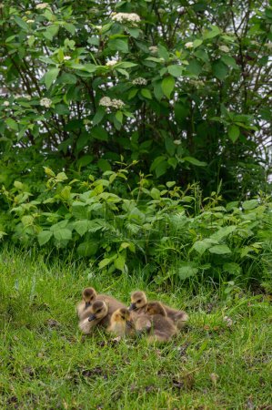 Chicks of Canada geese ( Branta canadensis ) in green grass in the wild
