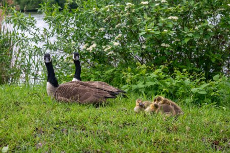 Family of Canada geese ( Branta canadensis ) with goslings in green grass in the nature