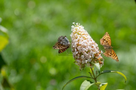 Butterfly "Emperor Mantle" (Argynnis paphia) on white buddleia in green nature