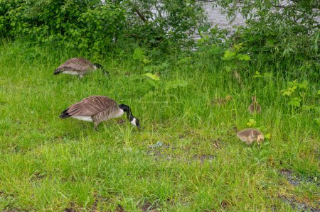 Family of Canada geese ( Branta canadensis ) with goslings in green grass in the nature