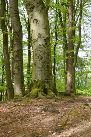 A larger girth tree with roots in a forest in spring