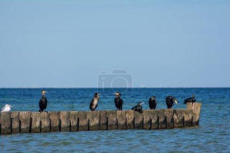 Cormorans (Phalacrocoracidae) et mouettes sont assis sur des brise-lames en bois dans la mer, sur la côte de la mer Baltique sur l'île de Poel près de Timmendorf, Allemagne
