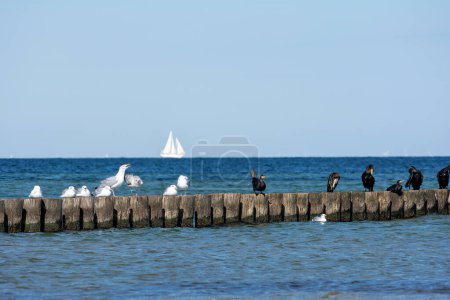 Cormorants  ( Phalacrocoracidae ) and seagulls sit on wooden breakwaters, in the background a sailing ship, on the Baltic Sea coast on the island of Poel near Timmendorf, Germany
