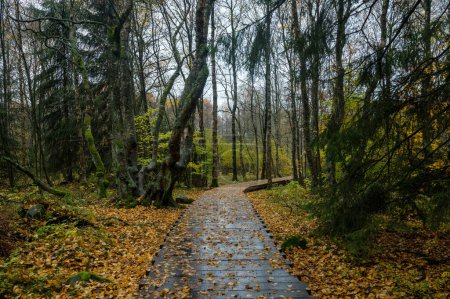Passerelle en bois dans la lande de Schwarzes dans le Rhoen, Bavière, Allemagne, en automne après la pluie