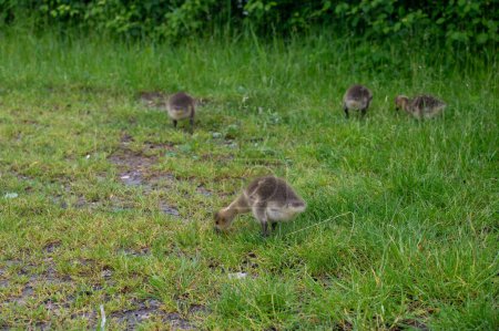 Chicks of Canada geese ( Branta canadensis ) in green grass in the wild