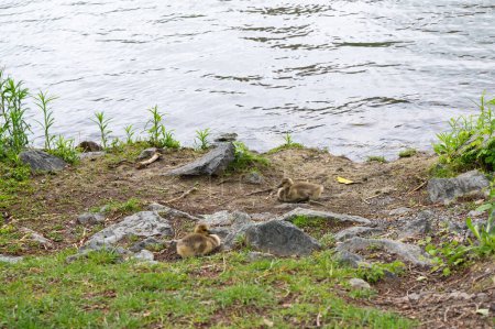 Pollito de los gansos de Canadá (Branta canadensis) en la orilla de un río