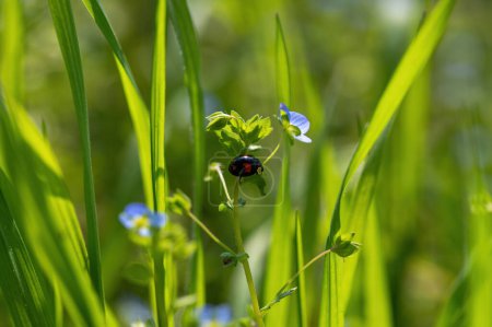 Black - red ladybug ( Coccinellidae )  on a plant in green nature